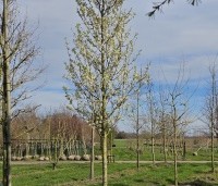 Pyrus calleryana 'Chanticleer' - Sierpeer - hoogstam 2024 maart