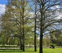 Quercus robur - Zomereik - 7