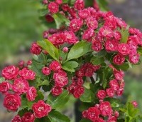 Crataegus leavigata 'Paul's Scarlet' - Rode Meidoorn - 6
