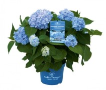 Endless summer blauw