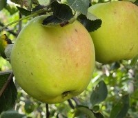 Malus dom. 'Notarisappel' - Malus dom. 'Notarisappel' - 2
