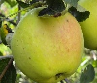 Malus dom. 'Notarisappel' - Malus dom. 'Notarisappel' - 3