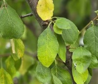 Prunus dom. 'Opal' - Prunus dom. 'Opal' - 1