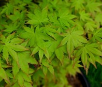 Acer palmatum 'Summer Gold'