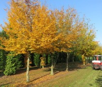 Carpinus betulus op oude foto van onze kwekerij in de herfst