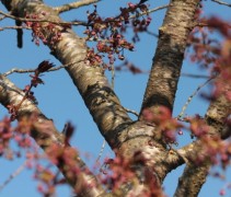 Prunus Shirofugen ofwel Japanse sierkers 'Shirofugen'