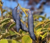 Decaisnea fargesii - Augurkenstruik - 2