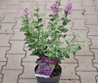 Syringa vulgaris 'Dark Purple' - Sering 'Dark Purple' - 7