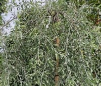 Pyrus salicifolia 'Pendula' - Wilgbladige peer - 1