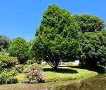 Carpinus betulus 'Fastigiata' vrije uitgroei volwassen boom