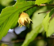 Corylus avellana