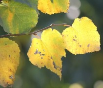 Tilia Cordata