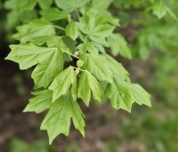Acer campestre - Veldesdoorn - vers blad in april