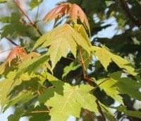 Acer x freemanii 'Autumn Blaze' - Acer x freemanii 'Autumn Blaze' - 3