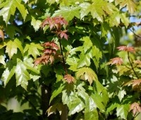 Acer x freemanii 'Autumn Blaze' - Acer x freemanii 'Autumn Blaze' - 1