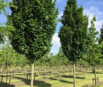 Carpinus betulus 'Lucas' ofwel Zuilvormige haagbeuk