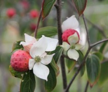 Cornus Teutonia