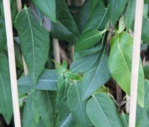 Lonicera 'Henryi'