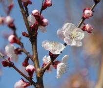 Prunus arm Hongaarse Abrikoos