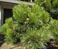 Pinus nigra 'Nana' - Oostenrijkse dwergden - 4