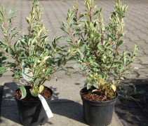 Prunus Lusitanica Variegata