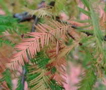 Taxodium Distichum herfst