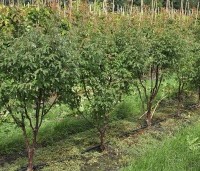 Acer griseum - Papieresdoorn - 1
