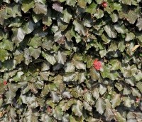 Fagus sylvatica 'Atropunicea' - Rode beuk - gesnoeid. juli