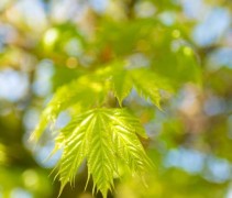 Acer platanoïdes 'Globosum'