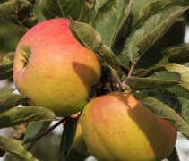 Malus domestica 'Notarisappel' 