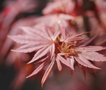 Acer palmatum Skeeter's Broom