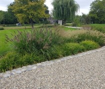 Japanse Zegge 'Irish Green' kunt u prima combineren met andere siergrassen als Pennisetum.