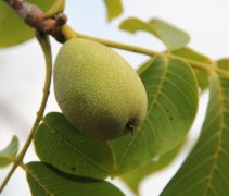 Juglans regia 'Rita'