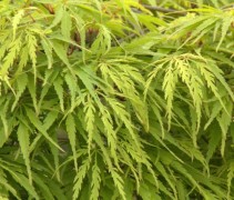 Acer palmatum ‘Seiryu’