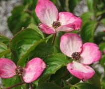 Bloesem Cornus 'Satomi'