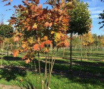 Quercus Rubra