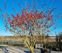 Hamamelis intermedia 'Feuerzauber' - Toverhazelaar 'Feuerzauber' - 2