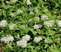 Spiraea japonica 'Albiflora' - Japanse spierstruik 'Albiflora' - 1