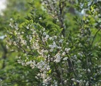 Styrax japonicus - Storaxboom - 4