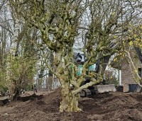 Corylus avellana 'Contorta' - Kronkelhazelaar - 1