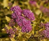 Spiraea japonica 'Golden Princess' - Spierstruik 'Golden Princess' - vakbeplanting  - 1
