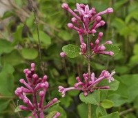 Syringa bloomerang  'Pink Perfume' - Sering 'Pink Perfume'   - bloei in juni