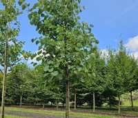 Cercis siliquastrum - Judasboom - 3