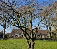 Cornus controversa - Reuzenkornoelje - speel en klimboom winter 2025