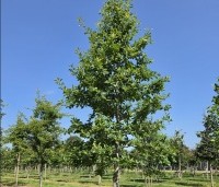 Nyssa sylvatica - Zwarte tulepoboom - 3