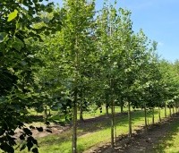 Tilia x europaea 'Euchlora' - Linde - 4