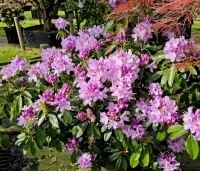 Rhododendron ponticum - Wilde rhododendron - 2