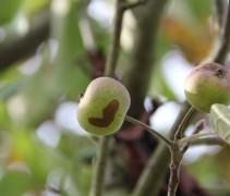 Malus tschonoskii appeltjes