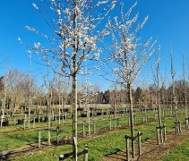 Prunus Trailblazer