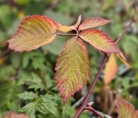 Rubus fruticosus 'Triple Crown' - Doornloze braam 'Triple Crown' - 1